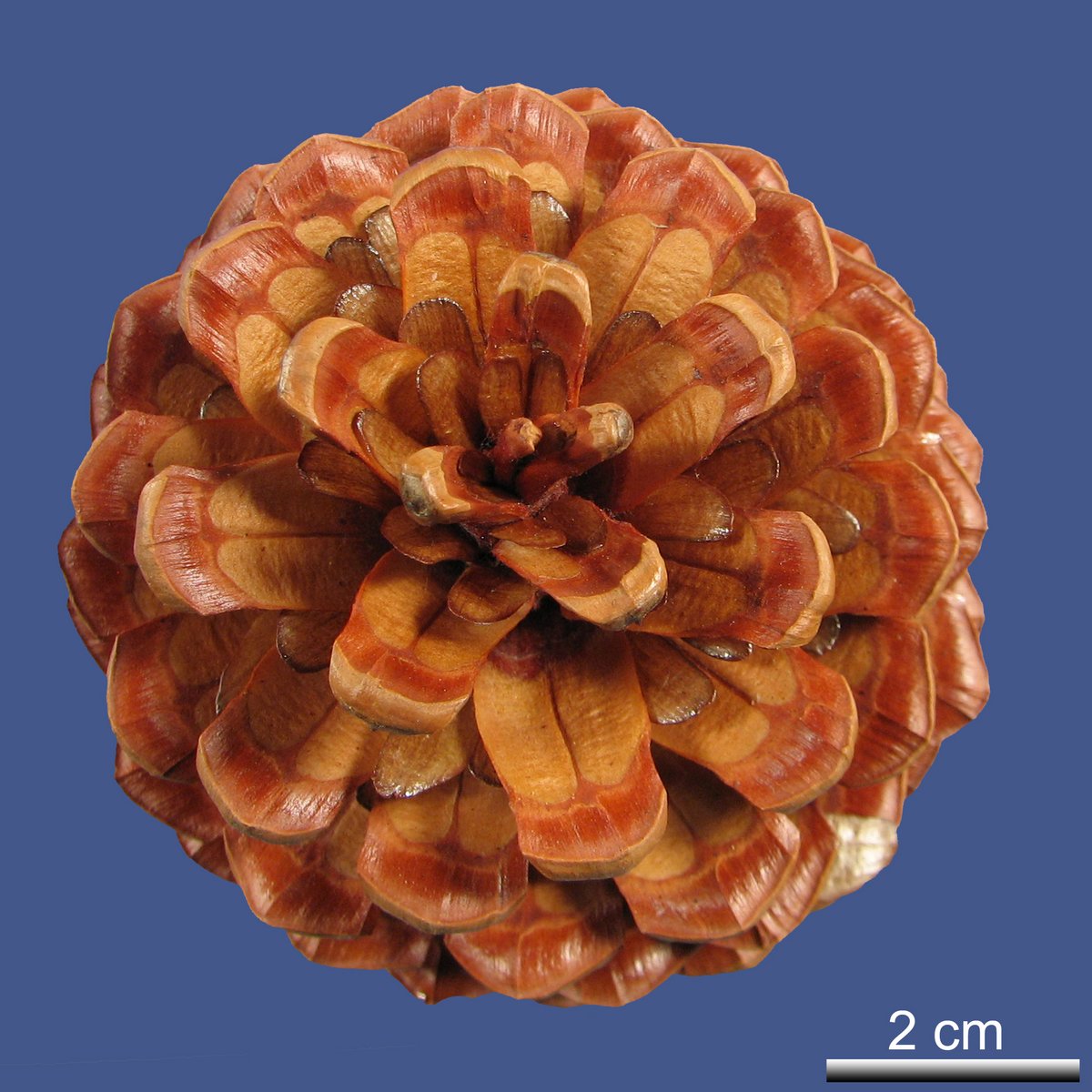 Pinus radiata D. DON var. radiata