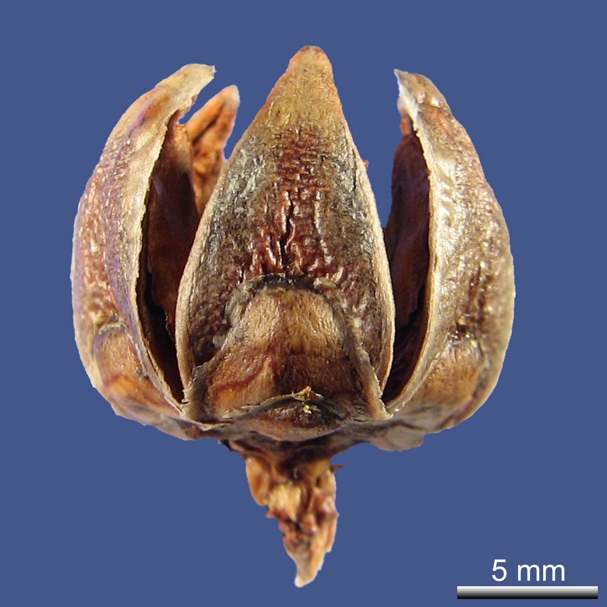 Actinostrobus pyramidalis MIQ.