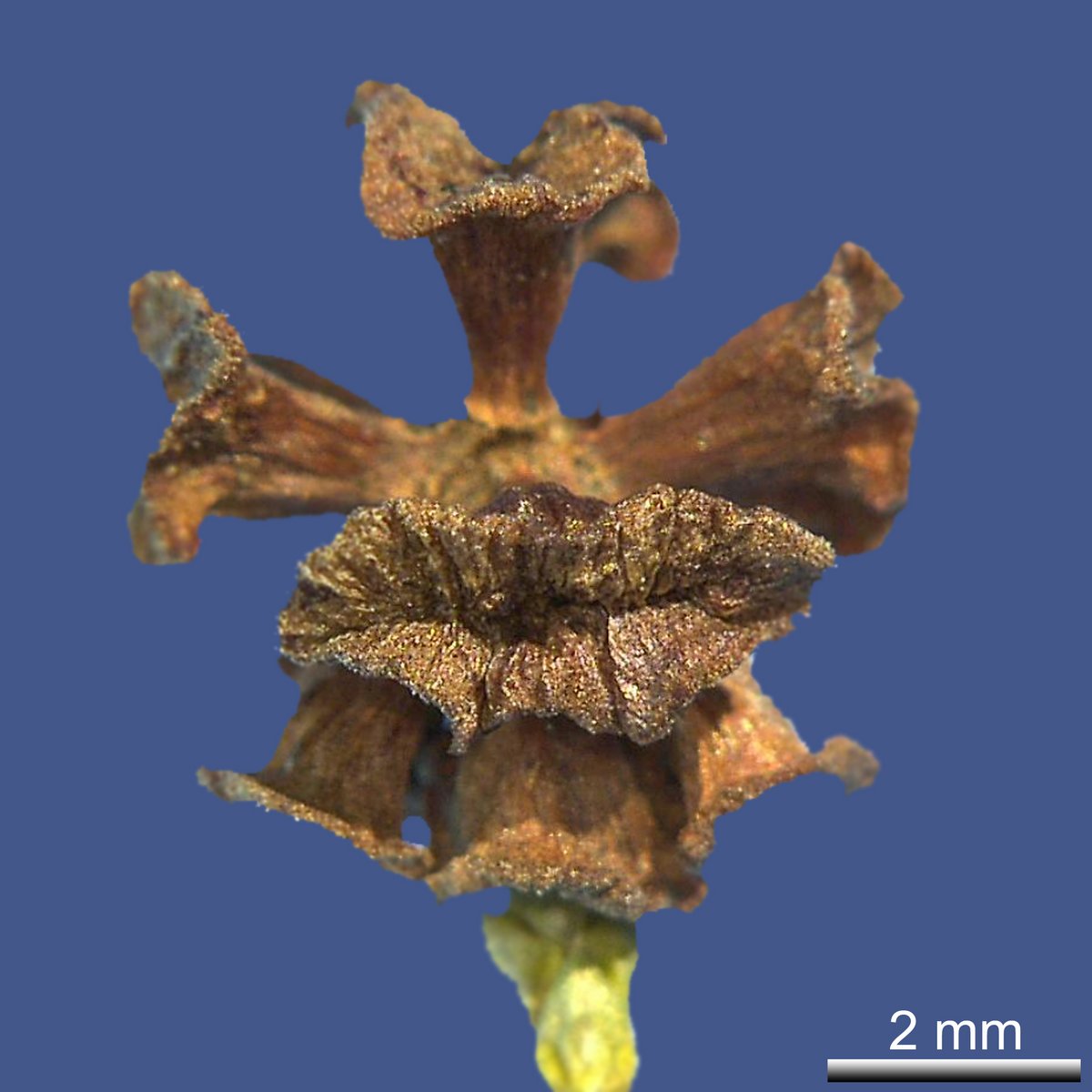 Chamaecypris pisifera (SIEBOLD & ZUCC.) ENDL.