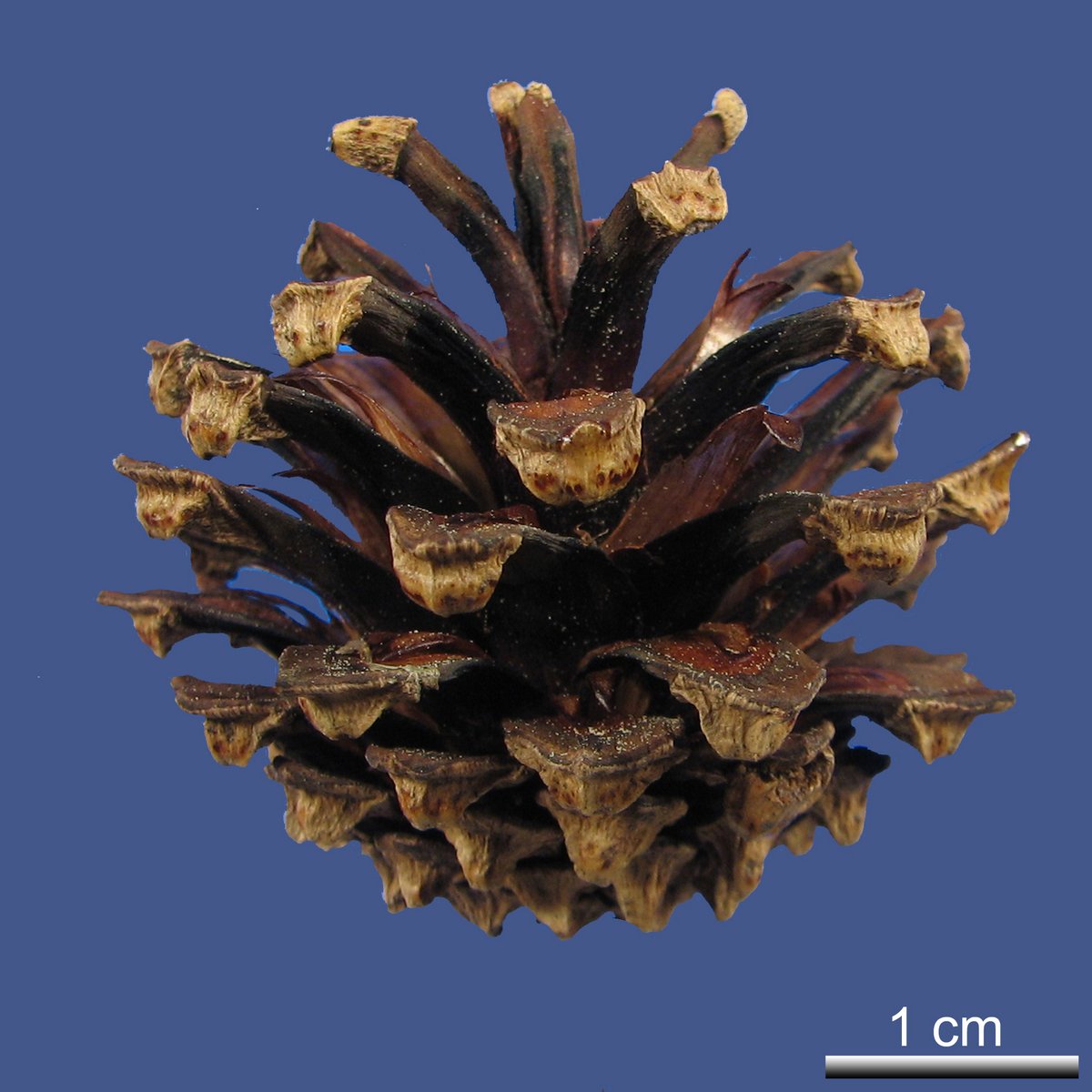 Pinus sylvestris L. var. mongolica LITV.