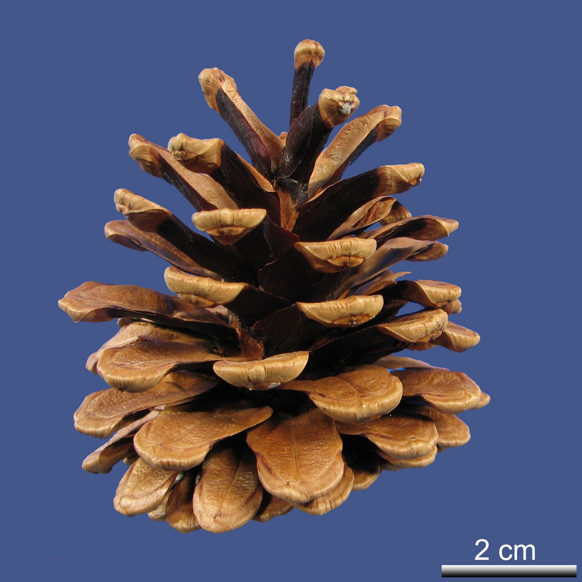Pinus thunbergii PARL.
