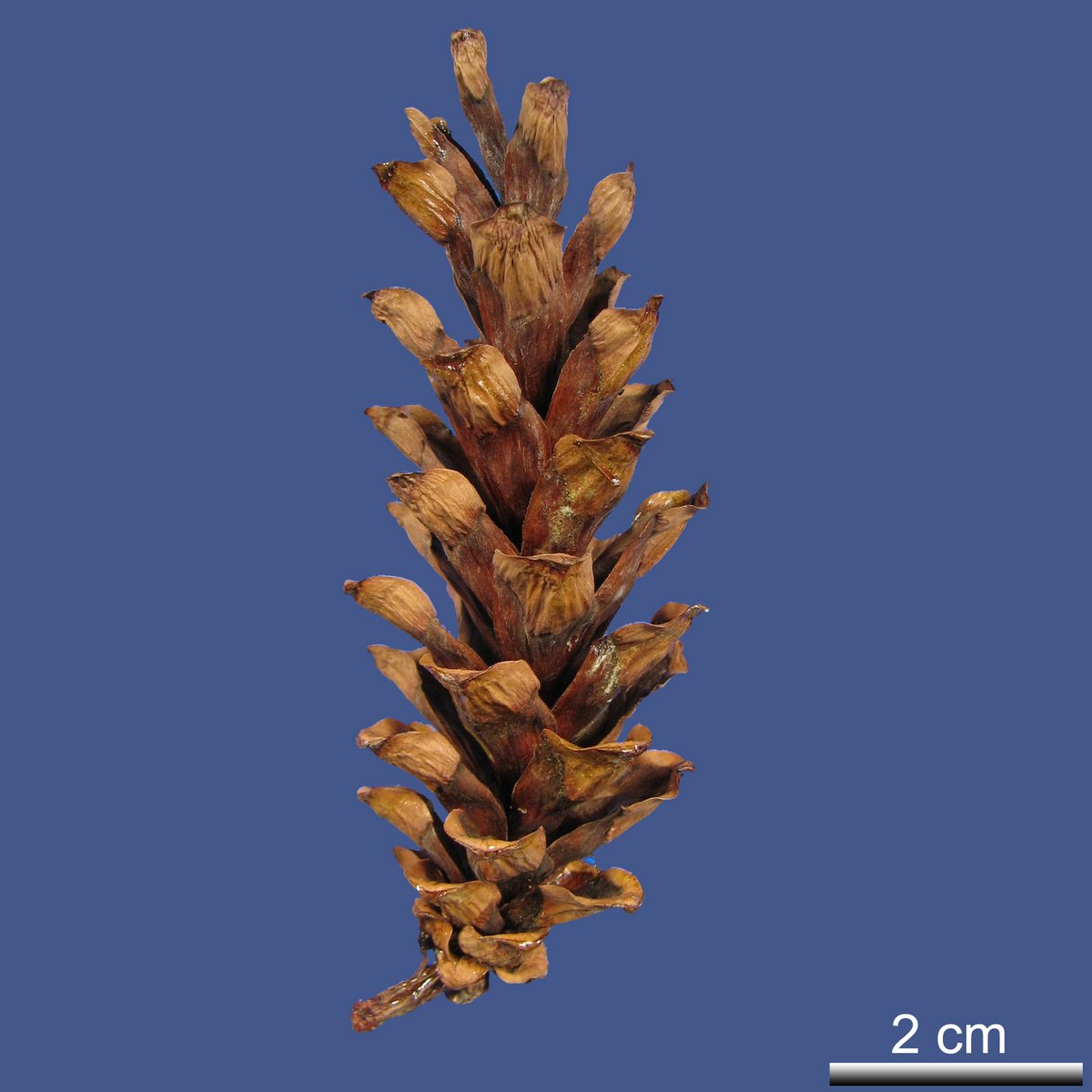 Pinus strobus L. var. strobus 'Nana'