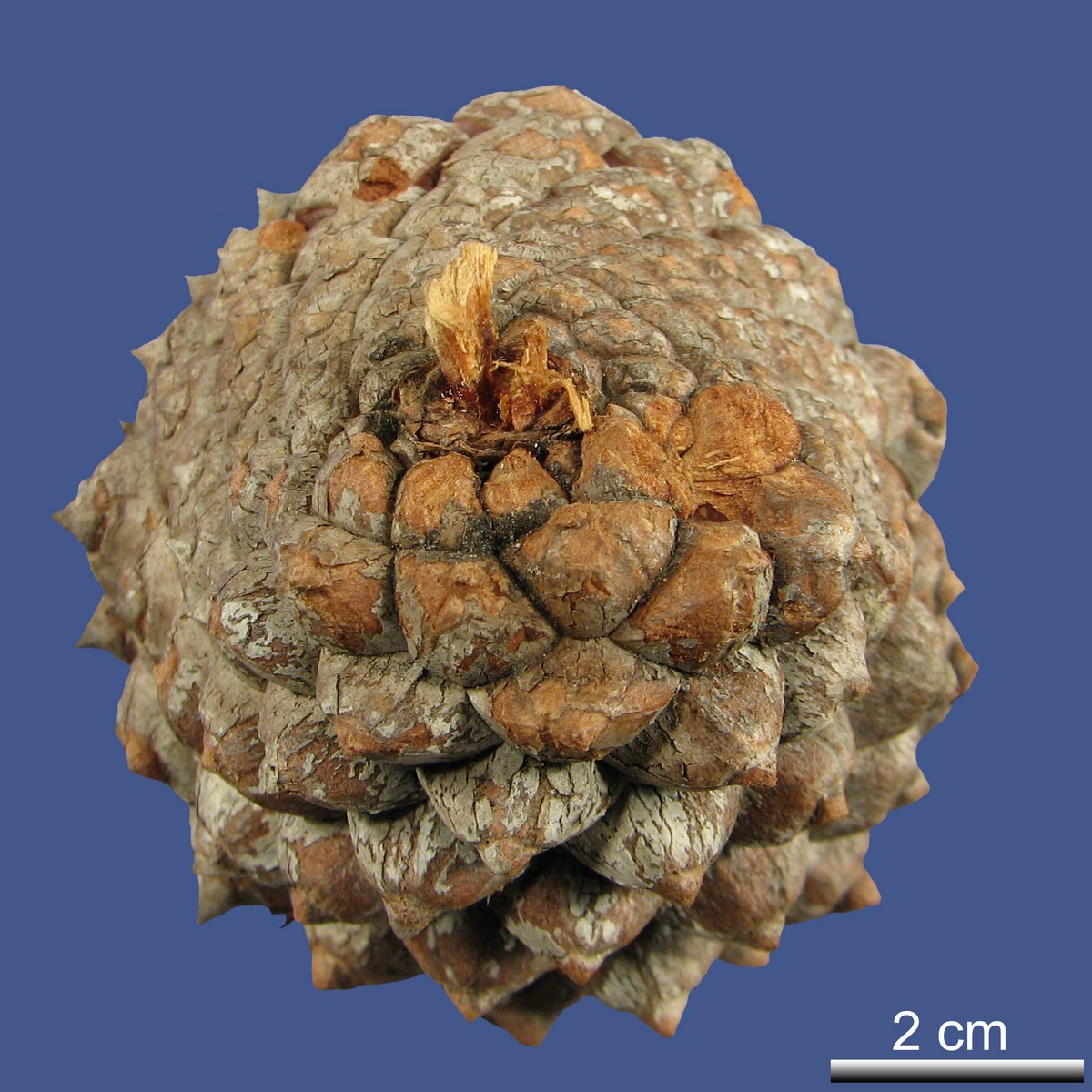 Pinus muricata D. DON var. remota (H. MASSON) E. MURRAY