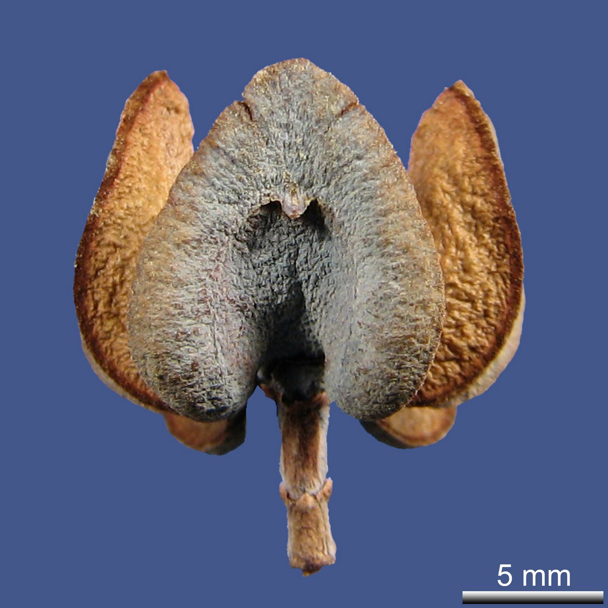 Tetraclinis articulatus (VAHL.) MAST.