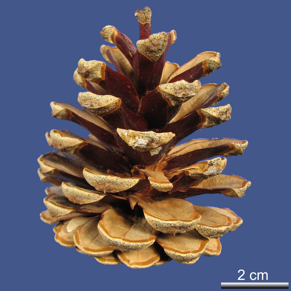 Pinus nigra J.F. ARNOLD ssp. laricio (POIR.) MAIRE