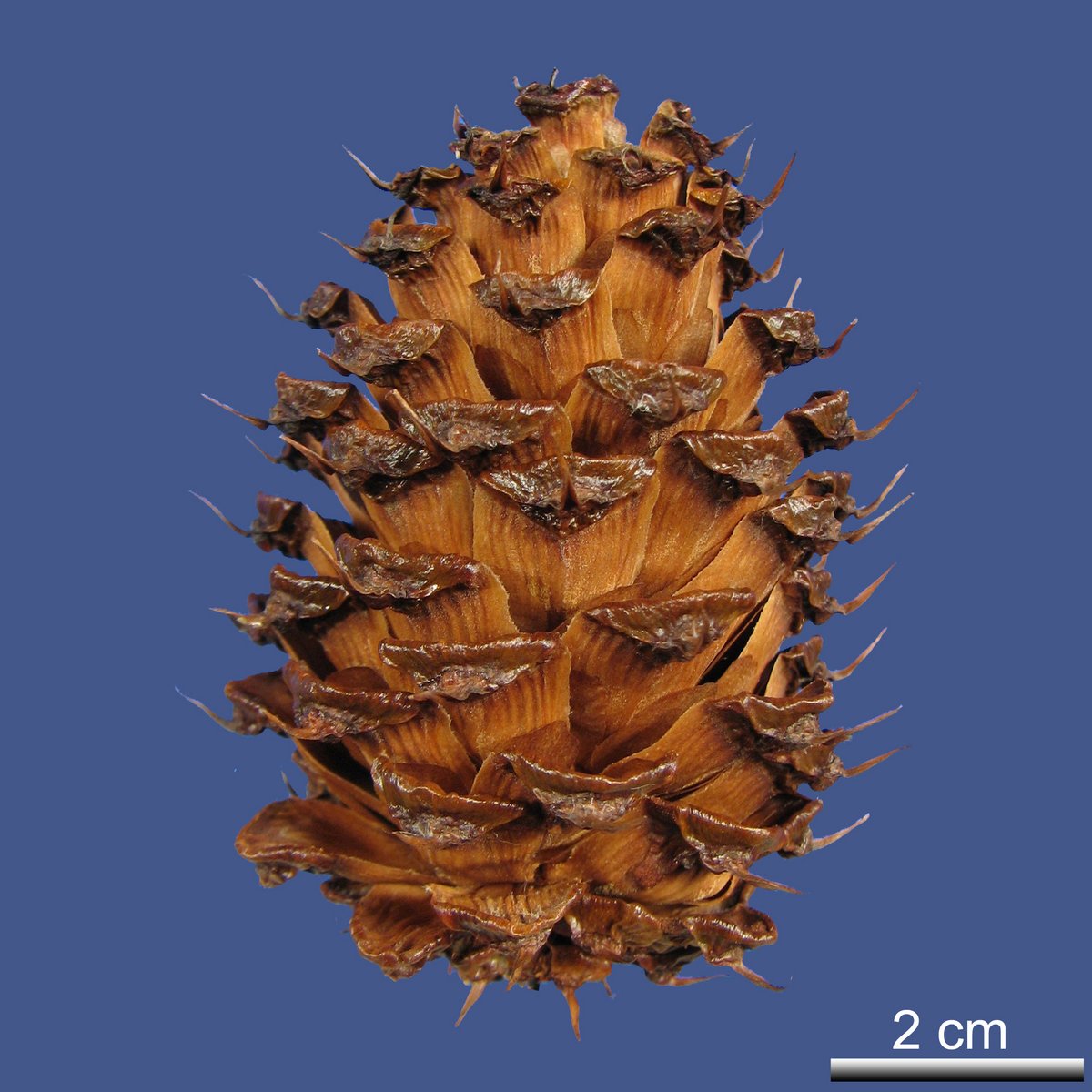 Pinus aristata ENGELM.