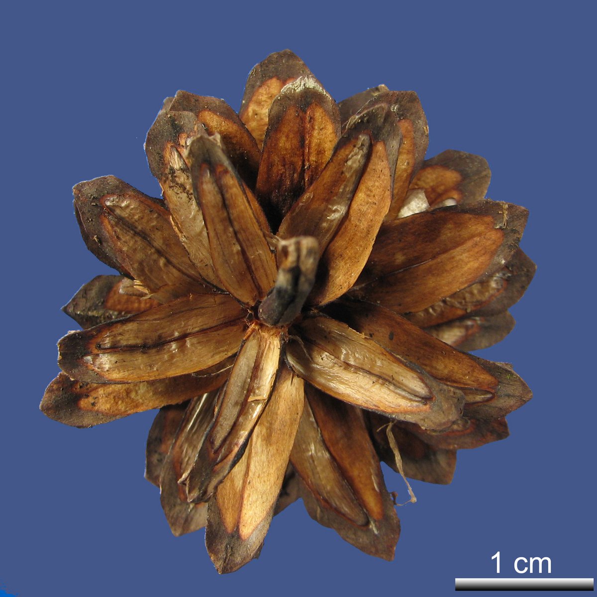 Pinus sylvestris L. var. hamata STEVEN