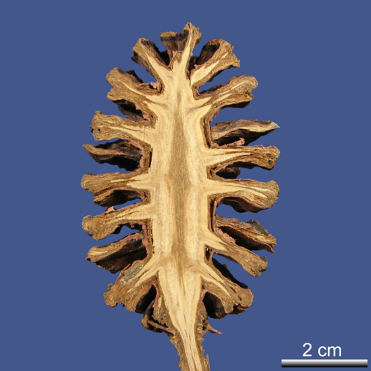 Sequoiadendron giganteum (LINDL.) J. BUCHHOLZ