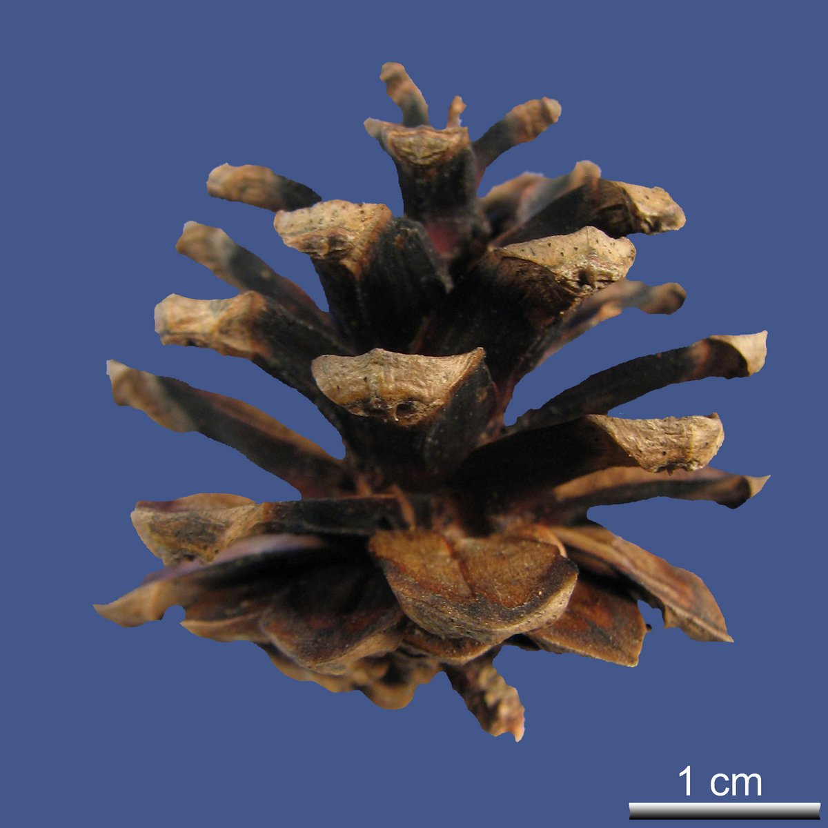 Pinus sylvestris L. 'Watereri'