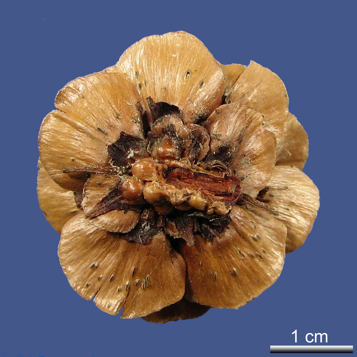 Larix gmelinii (RUPR.) KUZEN. var. olgensis A. HENRY