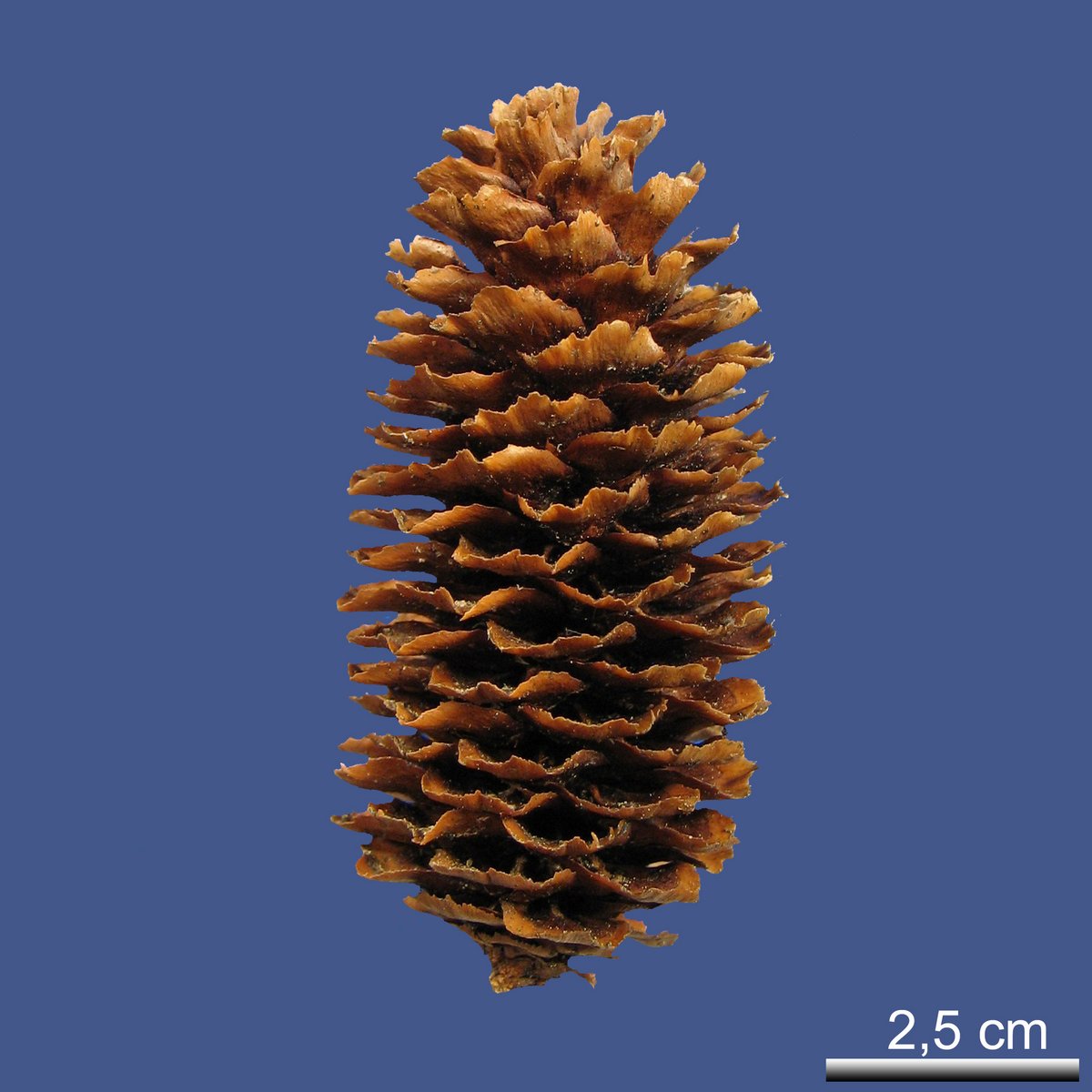 Picea jezoensis (SIEBOLD et ZUCC.) CARRIÈRE ssp. hondoensis (MAYR) P.A. SCHMIDT