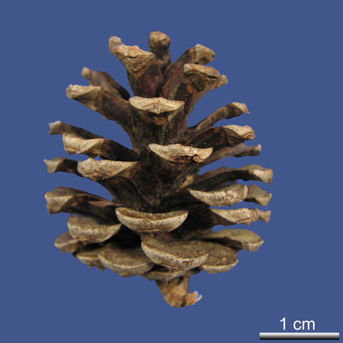 Pinus clausa (CHAPM. ex ENGELM.) SARG.