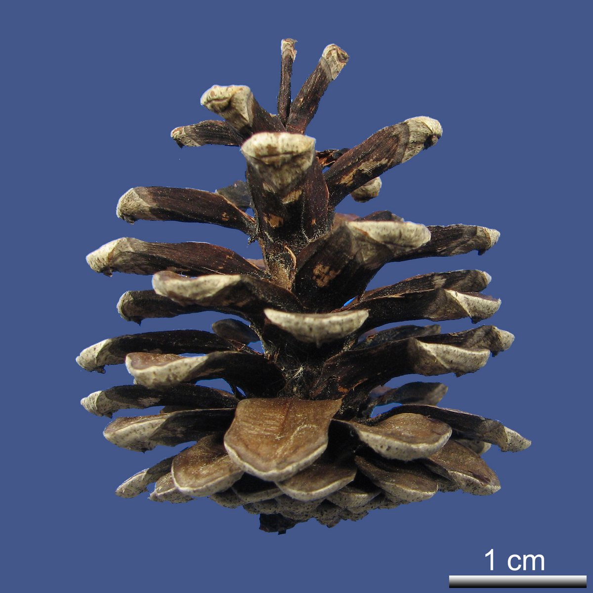 Pinus densiflora SIEBOLD & ZUCC. 'Umbraculifera'