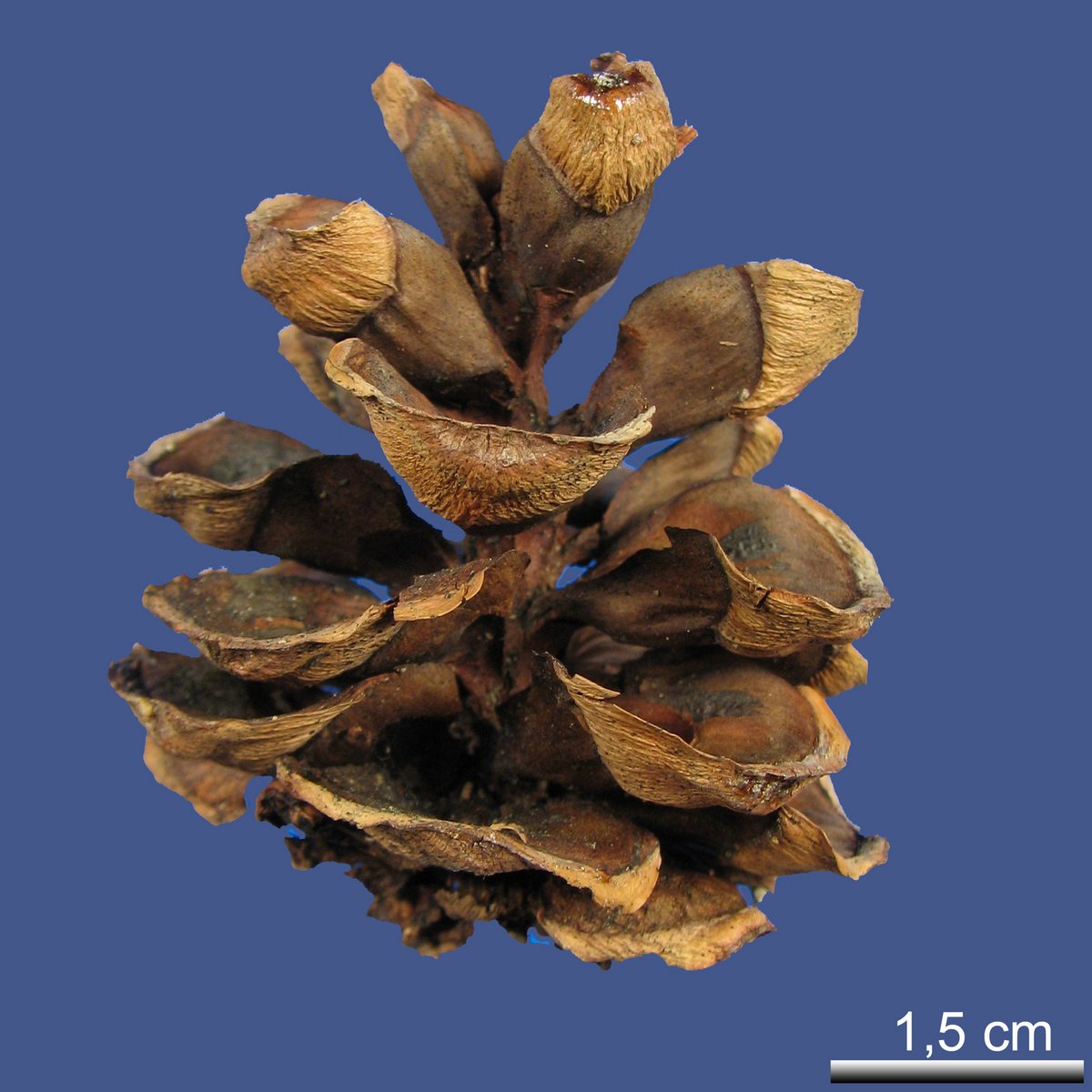Pinus parviflora SIEBOLD et ZUCC. var. parviflora