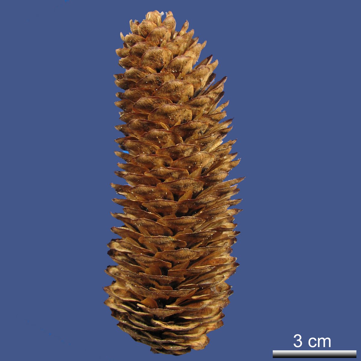 Picea asperata MAST. var. notabilis REHDER et E.H. WILSON