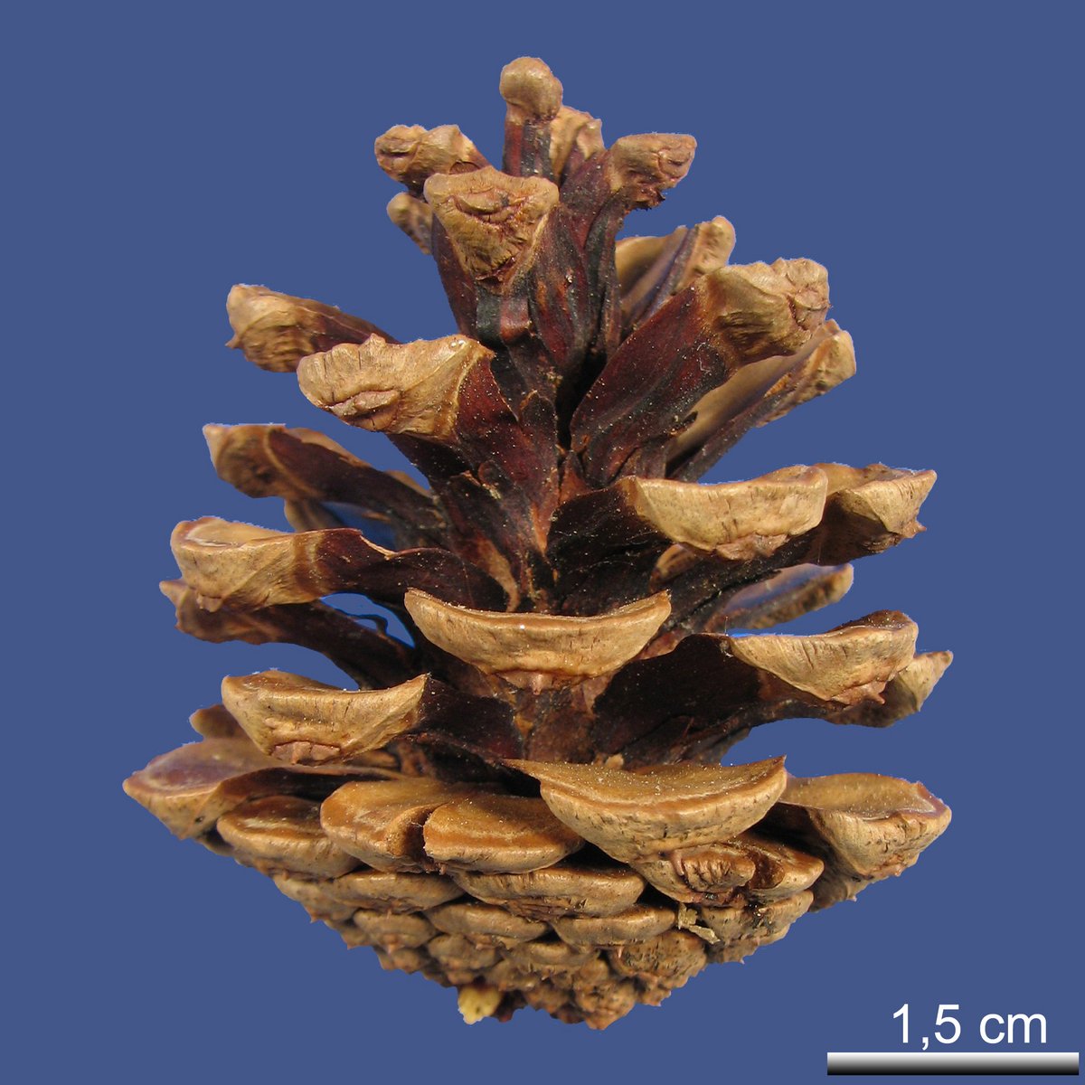 Pinus yunnanense FRANCH var. yunnanense