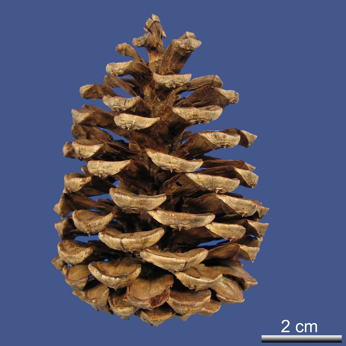 Pinus nigra J.F. ARNOLD ssp. dalmatica (VIS.) FRANCO