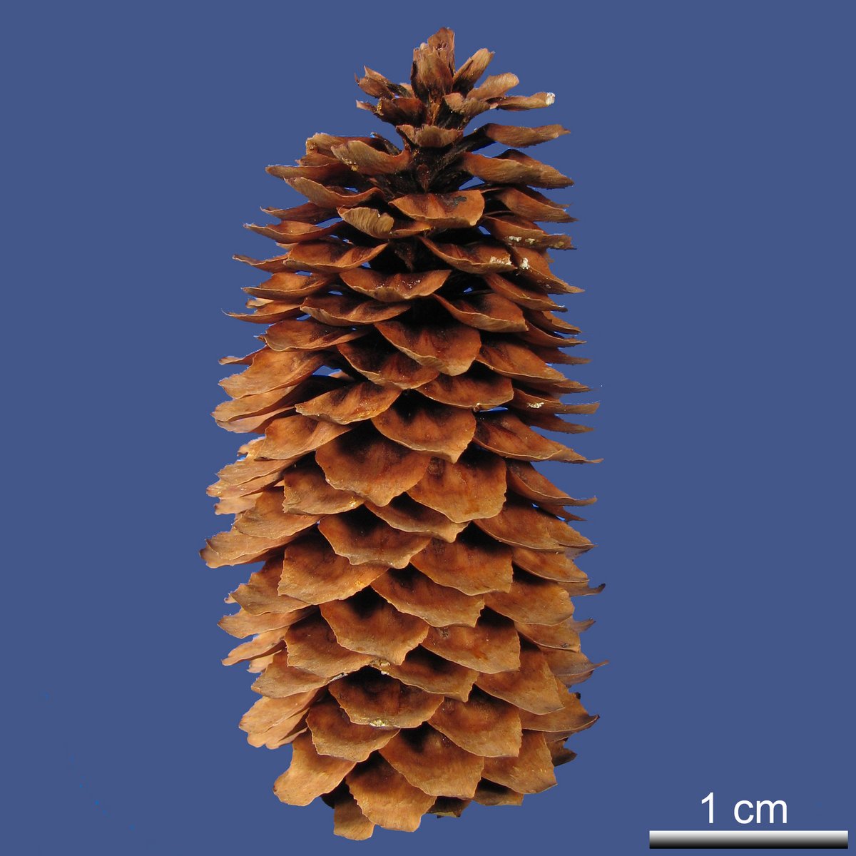 Picea likiangensis (FRANCH) E. PRITZ var. rubens REHDER et E.H. WILSON