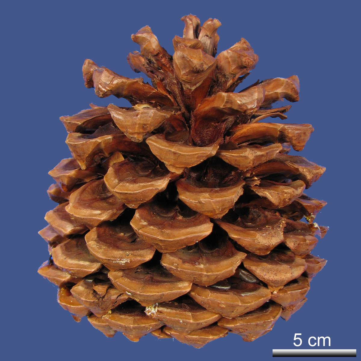 Pinus torreyana PARRY ex CARRIÈRE ssp. torreyana