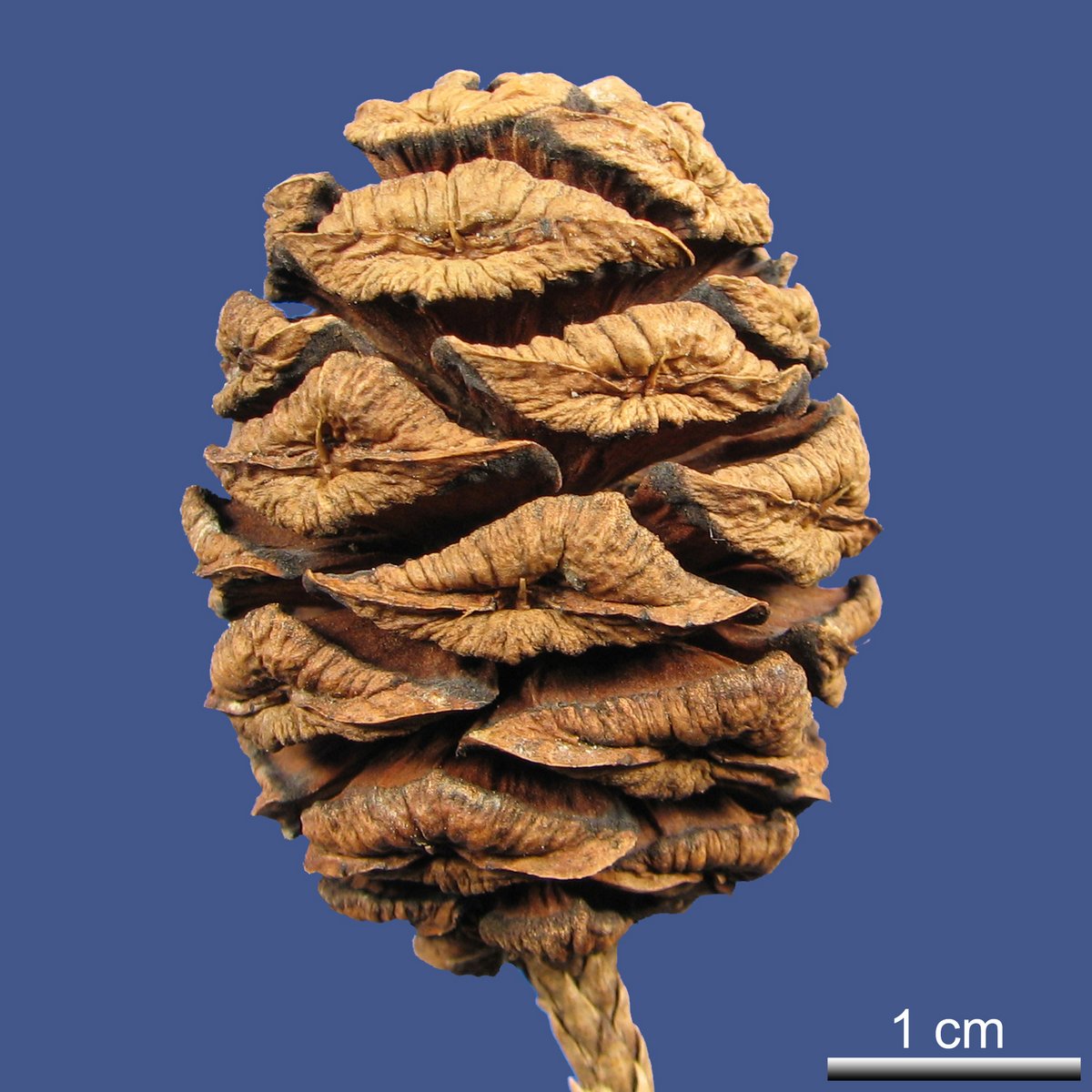 Sequoiadendron giganteum (LINDL.) J. BUCHHOLZ