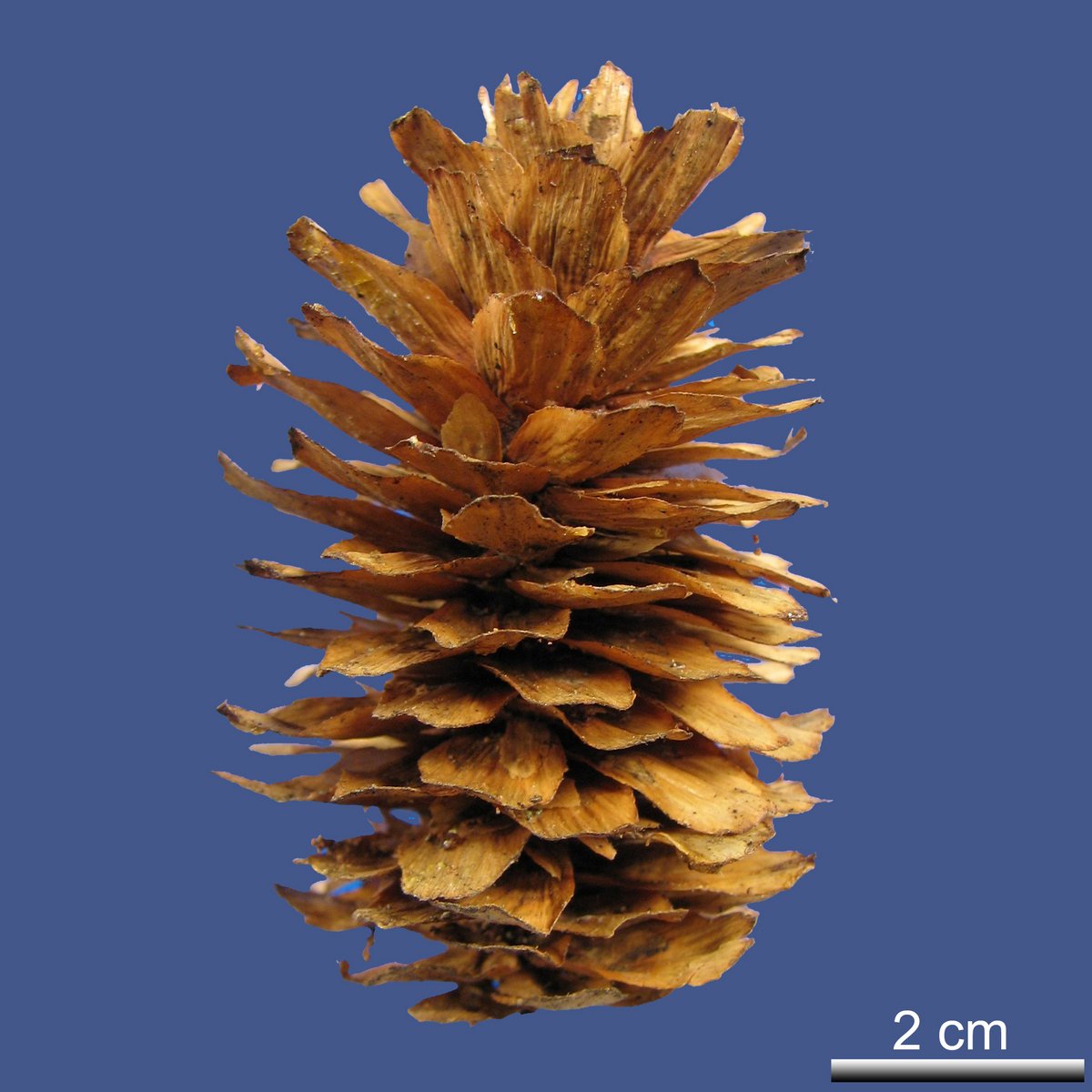 Picea engelmannii PARRY ex ENGELM. ssp. engelmannii