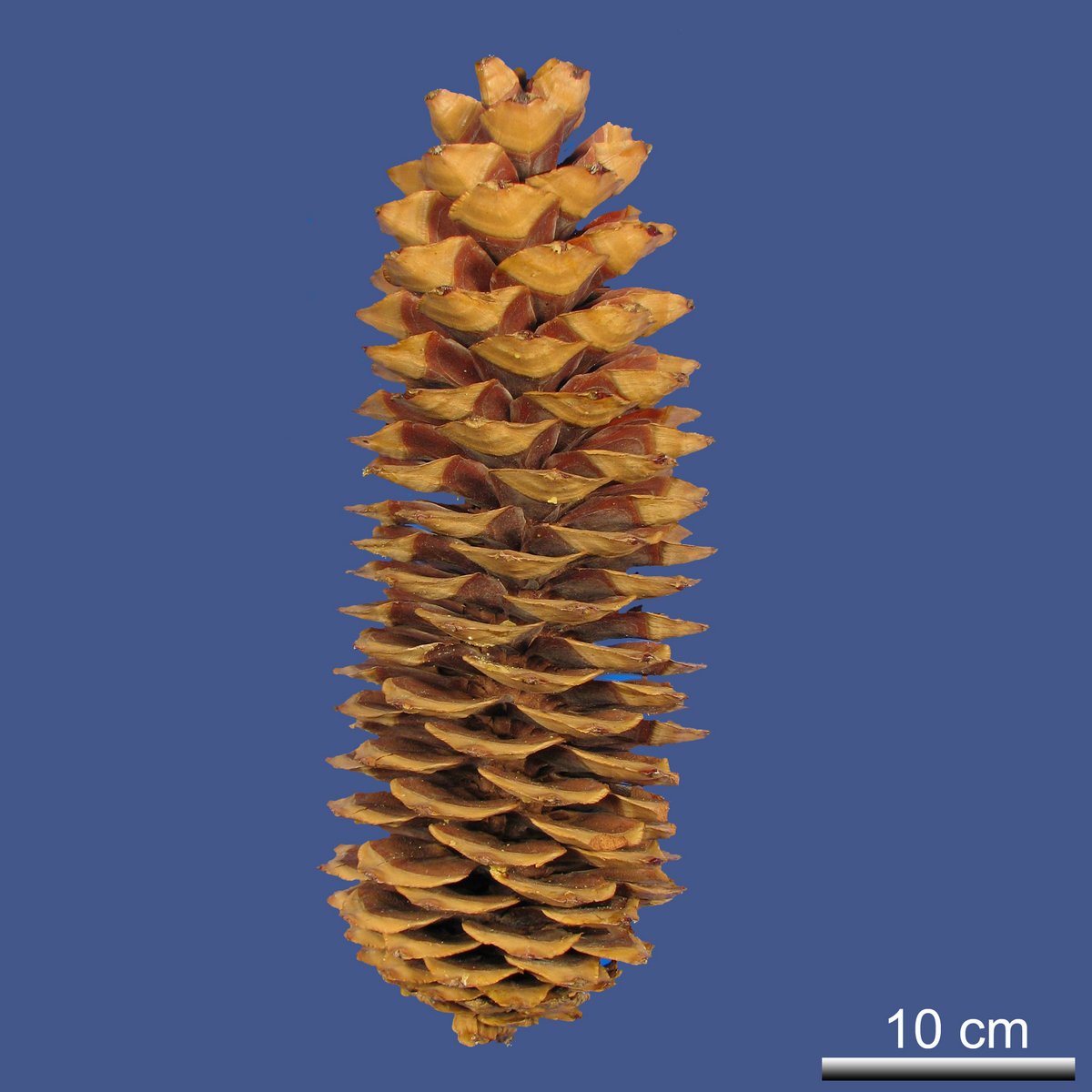 Pinus lambertiana DOUGLAS