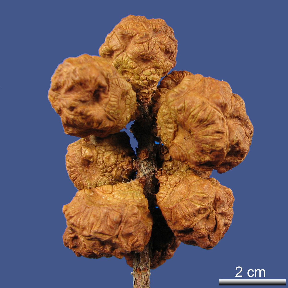 Taxodium distichum (L.) RICH. var. imbricatum (NUTT.) CROOM.