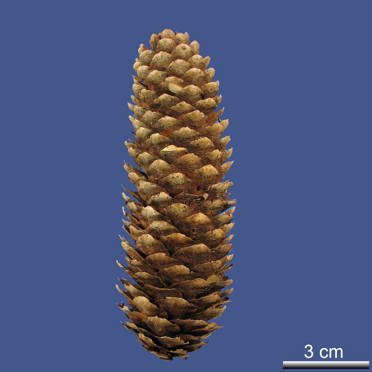 Picea likiangensis (FRANCH) E. PRITZ var. montigena W.C. CHENG