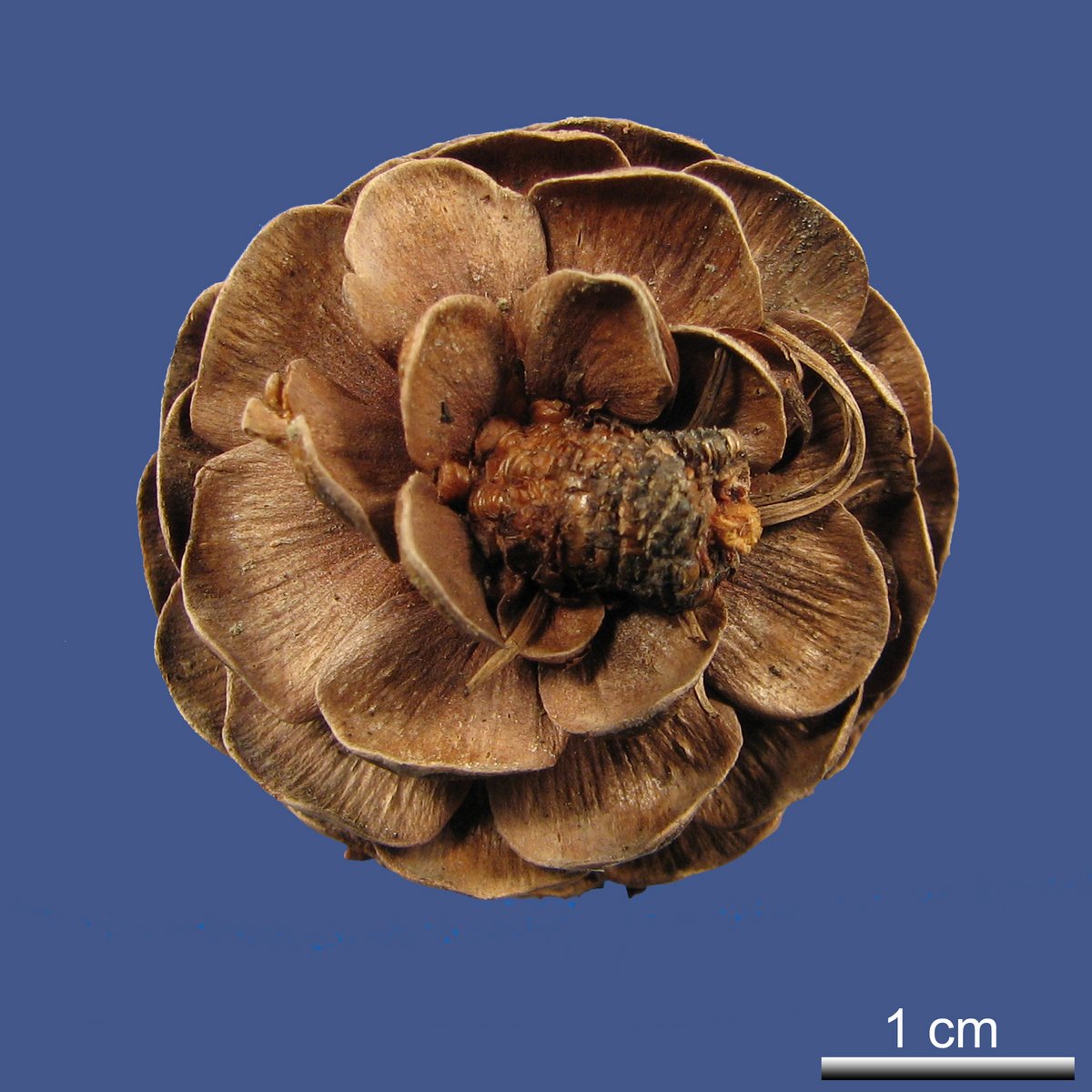 Larix x eurolepis A. HENRY
