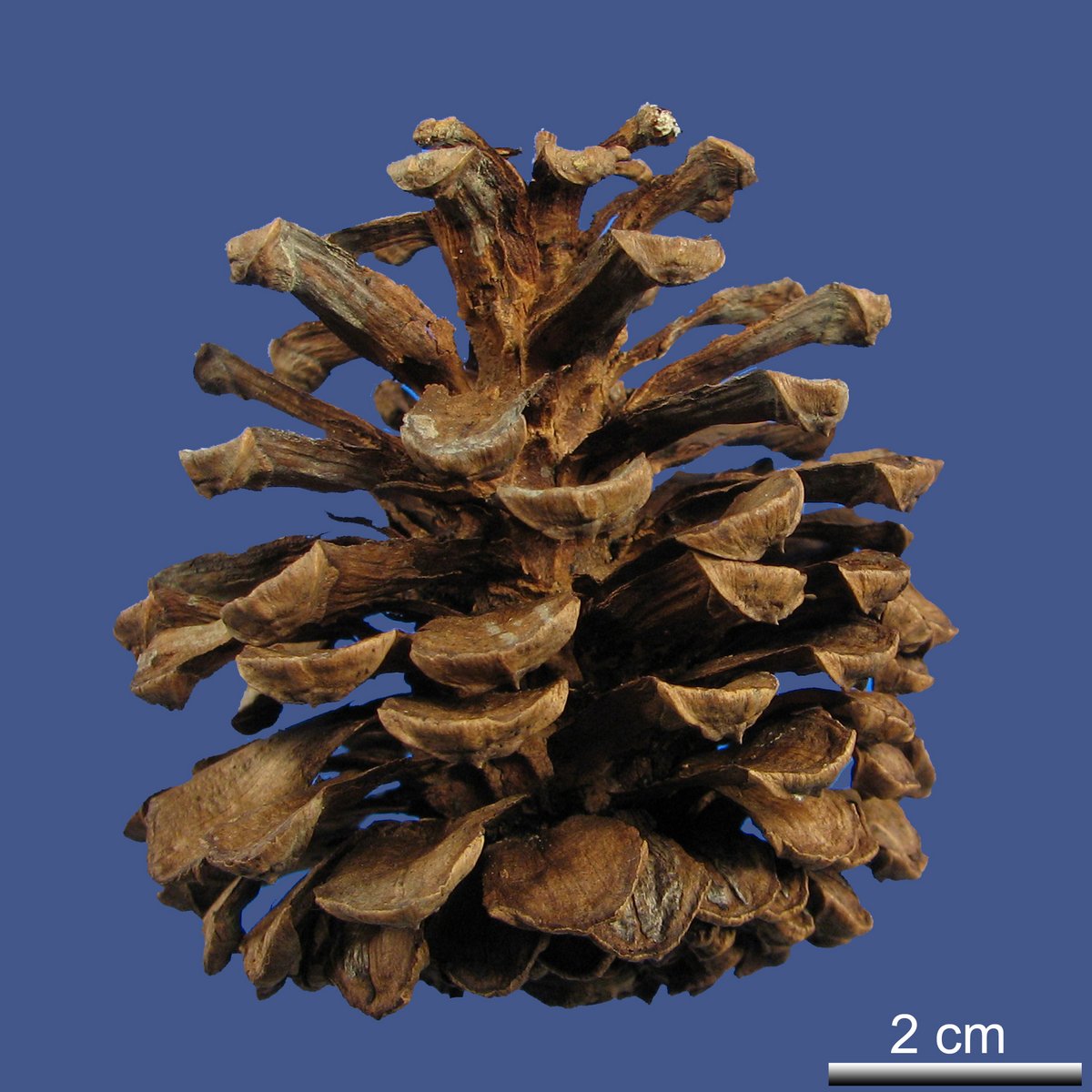 Pinus leucodermis ANTOINE