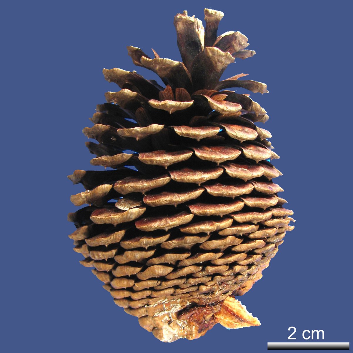 Pinus patula SCHIEDE ex SCHTDL. var. patula