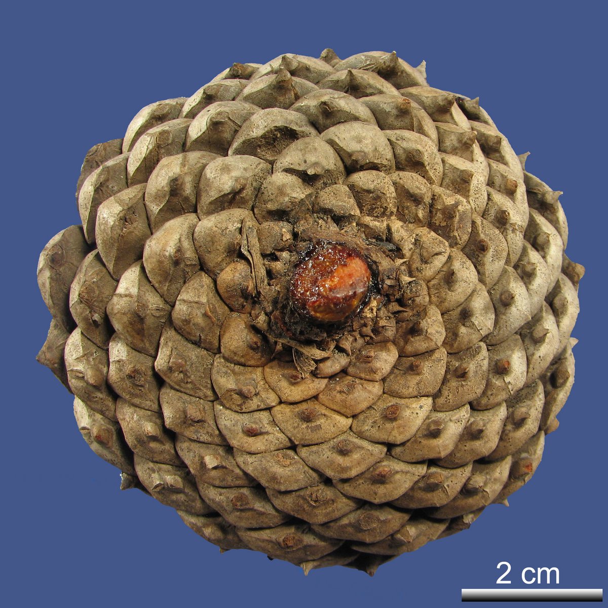 Pinus muricata D. DON var. muricata