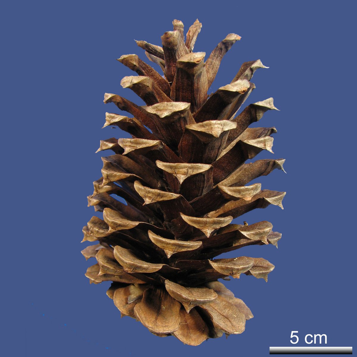 Pinus taeda L.