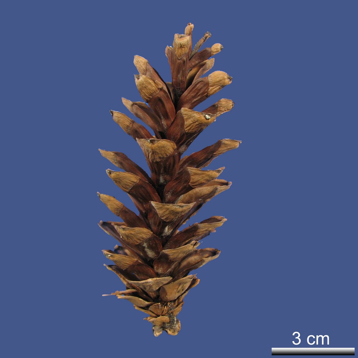Pinus strobus L. var. strobus