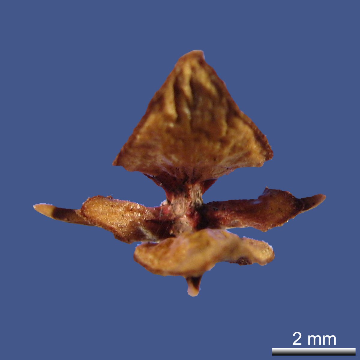 Pilgerodendron uviferum (D. DON) FLORIN