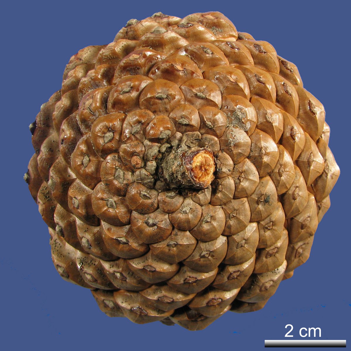 Pinus pinaster AITON ssp. pinaster
