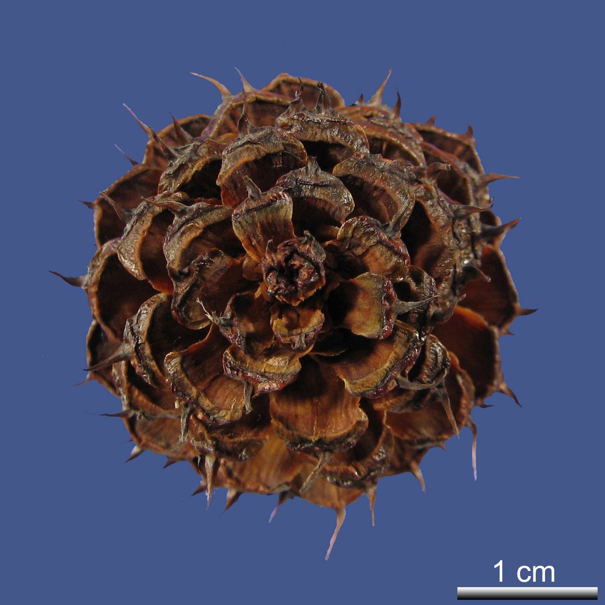 Pinus aristata ENGELM.