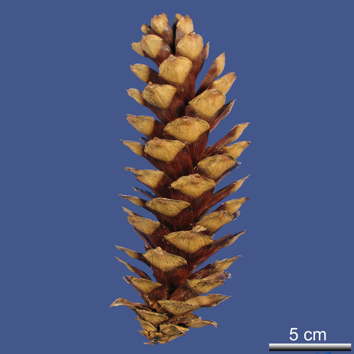 Pinus wallichiana A.B. JACKS. var. wallichiana