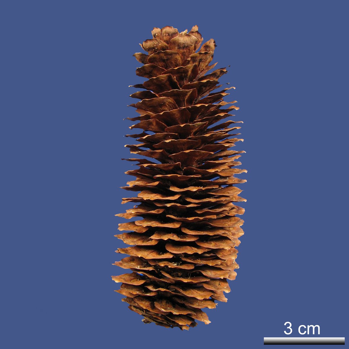 Picea brachytla (FRANCH) E. PRITZ. var. complanata (MAST.) W.C. CHENG