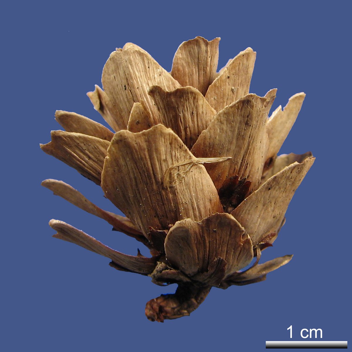 Larix gmelinii (RUPR.) RUPR. var. gmelinii 