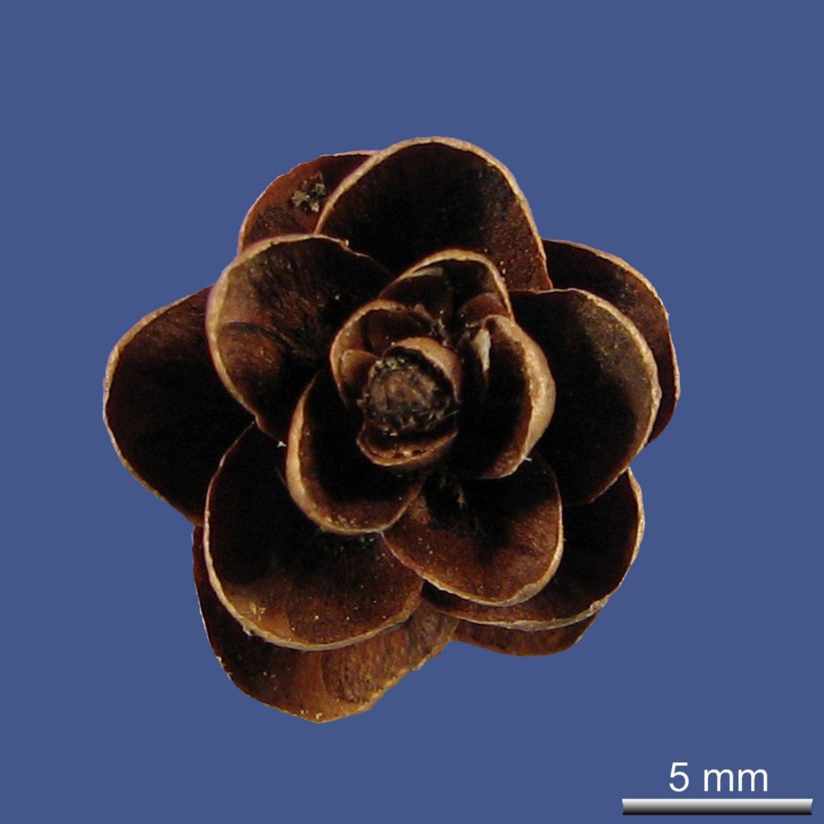 Larix laricina (DU ROI) K. KOCH var. alaskensis