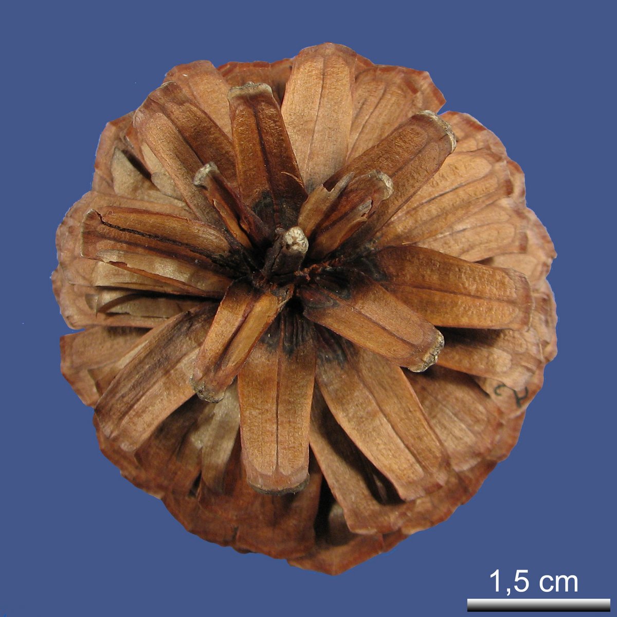 Pinus serotina MICHX.