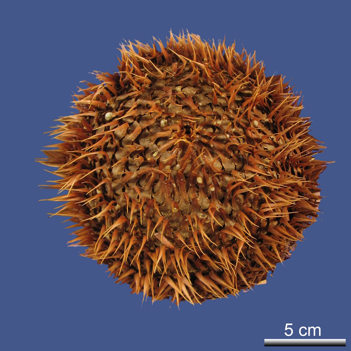 Araucaria araucana (MOLINA) K. KOCH