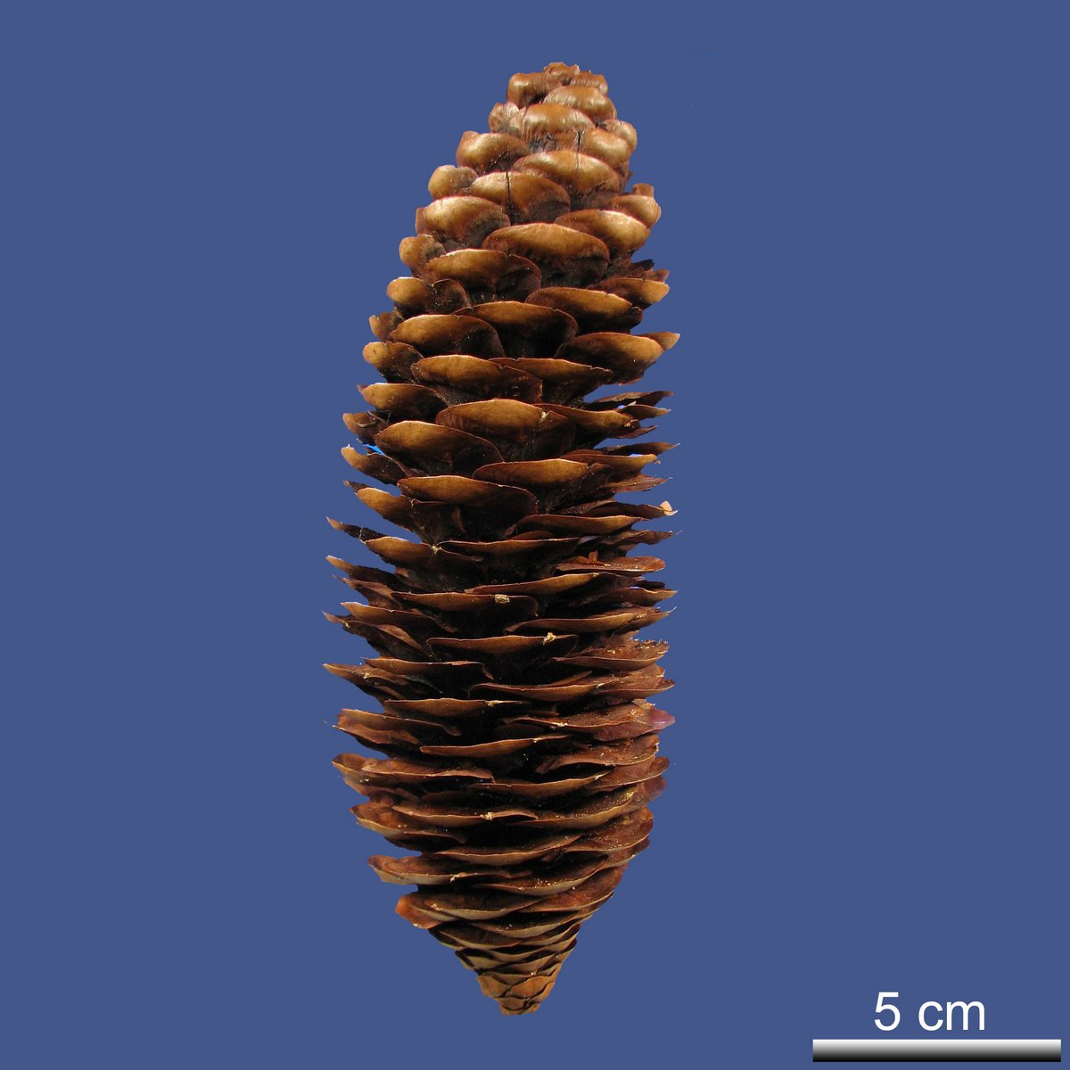 Picea smithiana (WALL.) BOISS.