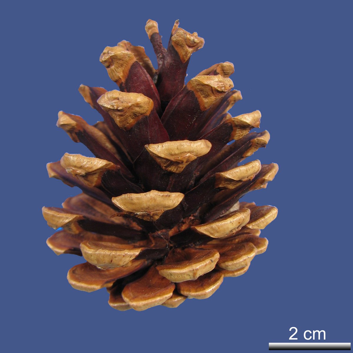 Pinus nigra J.F. ARNOLD ssp. laricio (POIR.) MAIRE