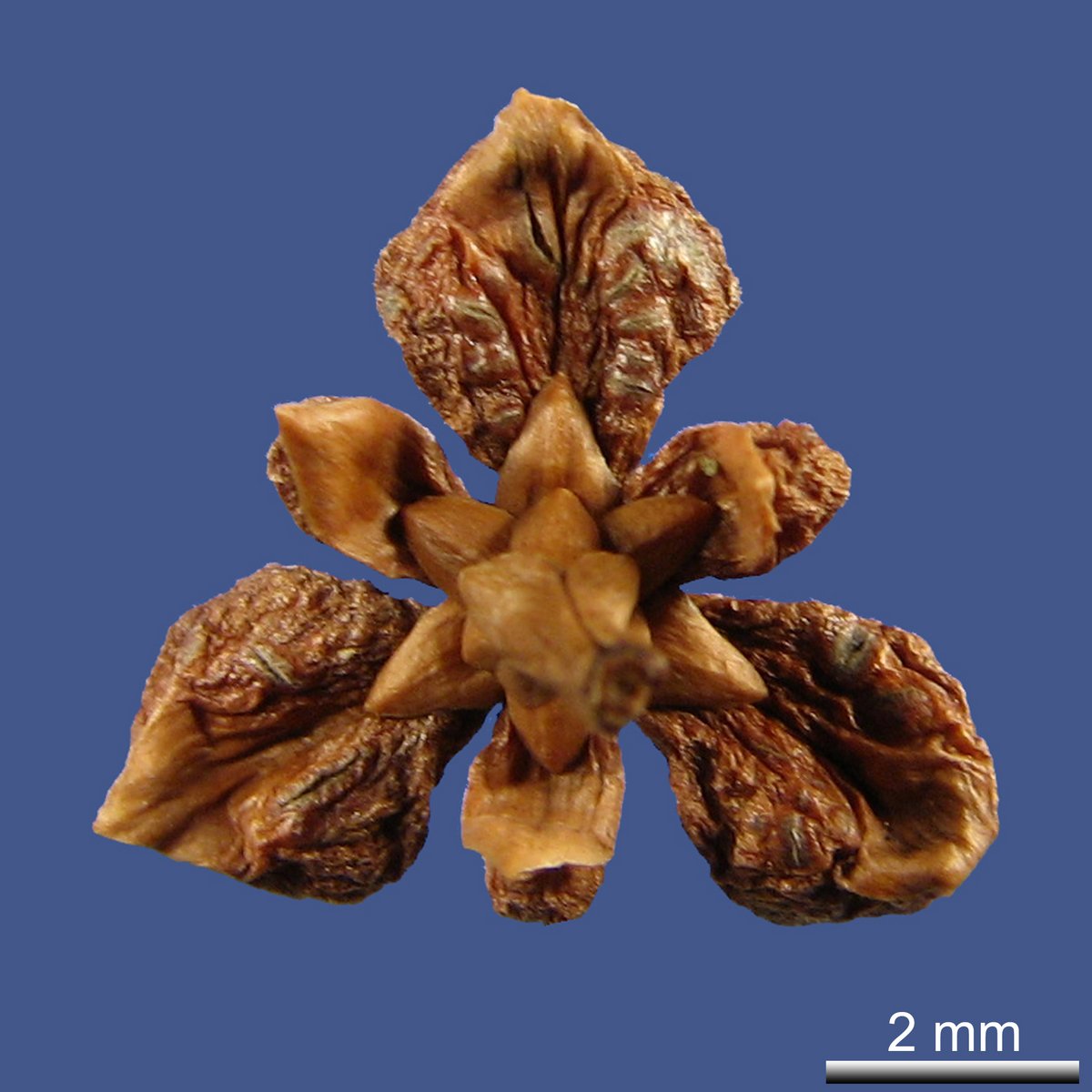 Fitzroya cupressoides (MOLINA) I.M. JOHNST.