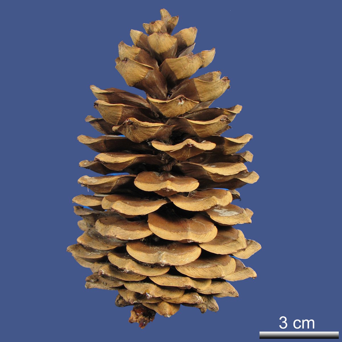 Pinus armandii FRANCH. var. armandii