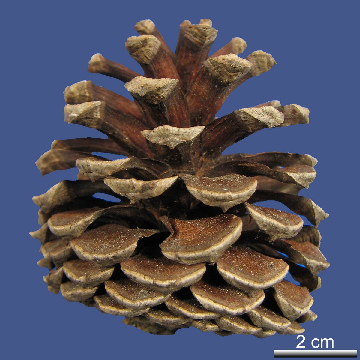 Pinus rigida MILL.