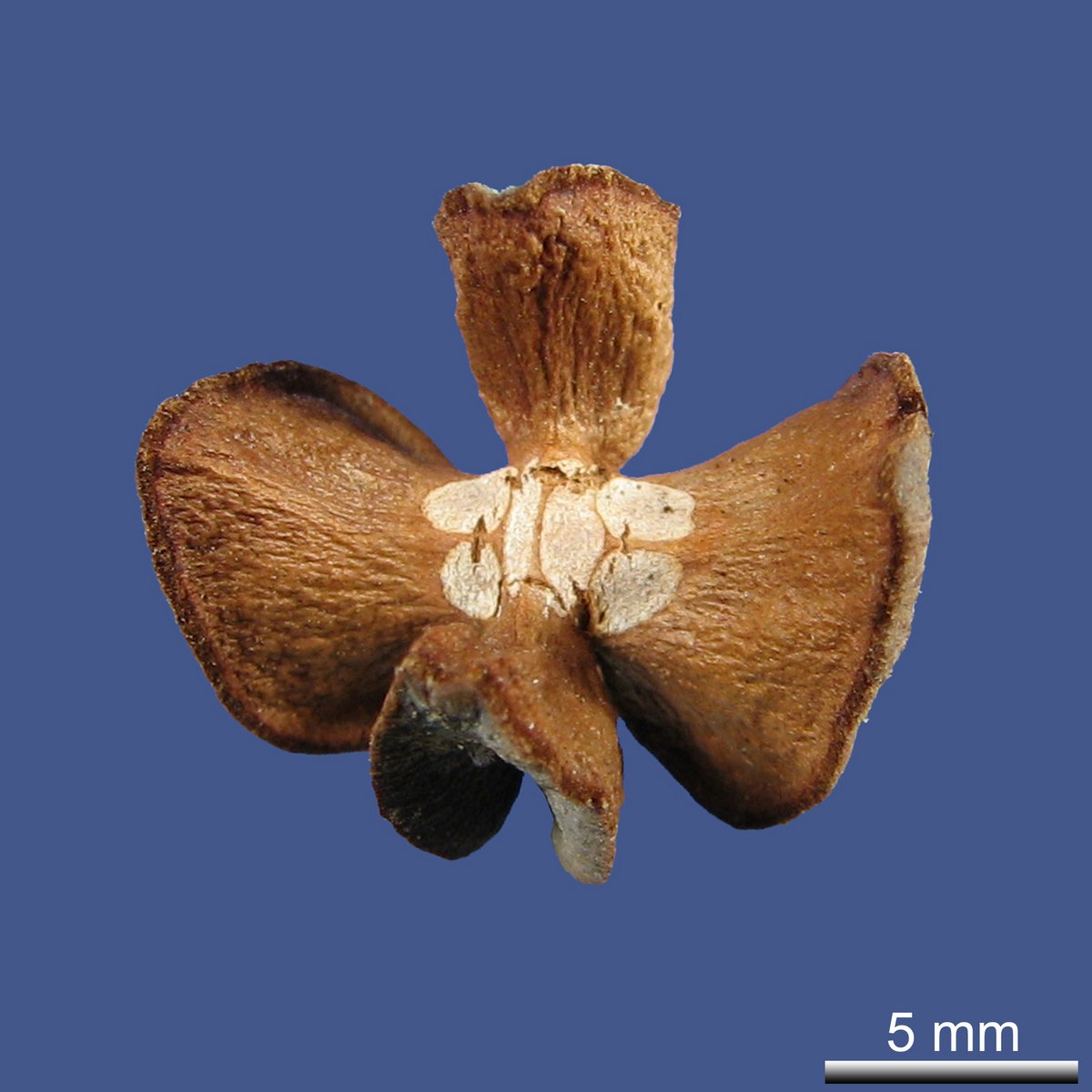 Tetraclinis articulatus (VAHL.) MAST.