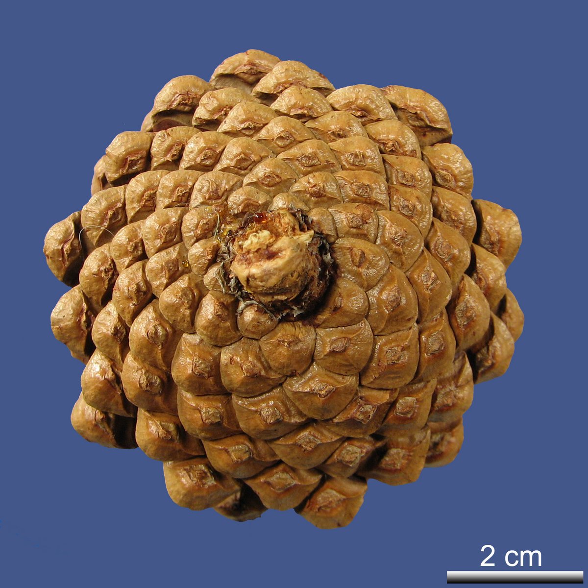 Pinus contorta DOUGLAS ex LOUDON var. murrayana (BALF.) ENGELM.